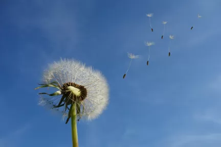 Gänseblümchen