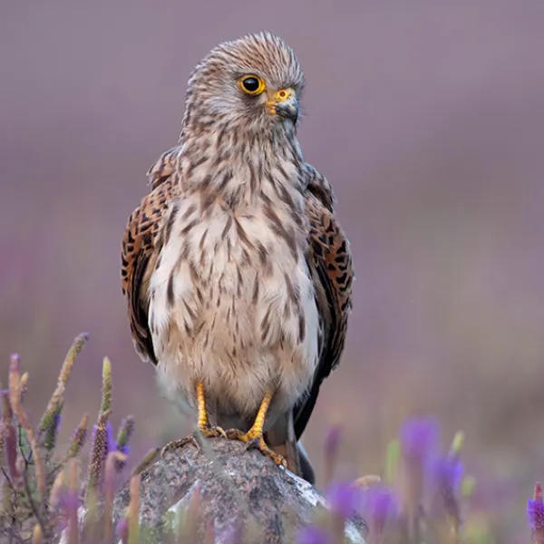 Turmfalken brüten auf Air Liquide-Anlage in Mainz 
