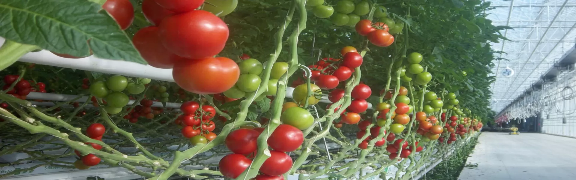 Tomaten