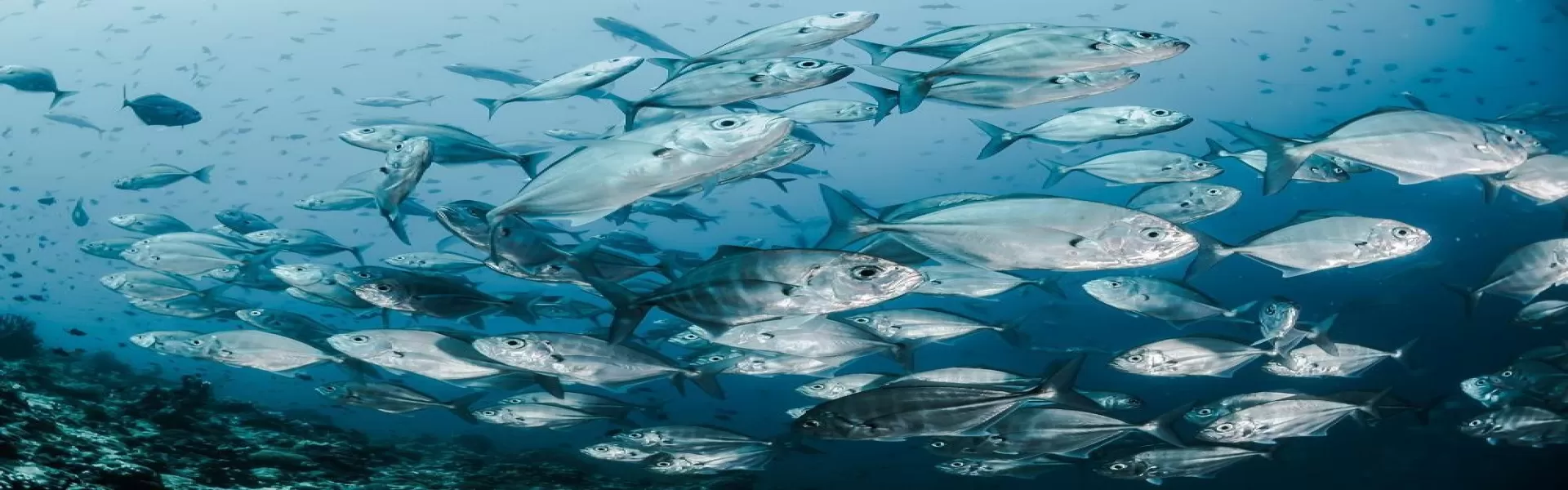 Sauerstoff für die Fischzucht