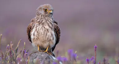 Turmfalken brüten auf Air Liquide-Anlage in Mainz 